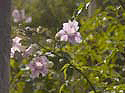 Blossoms, Mallorca, october 2004